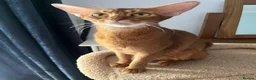 Abyssinian cats for sale: Gorgeous Boy Jerry - Advert 2