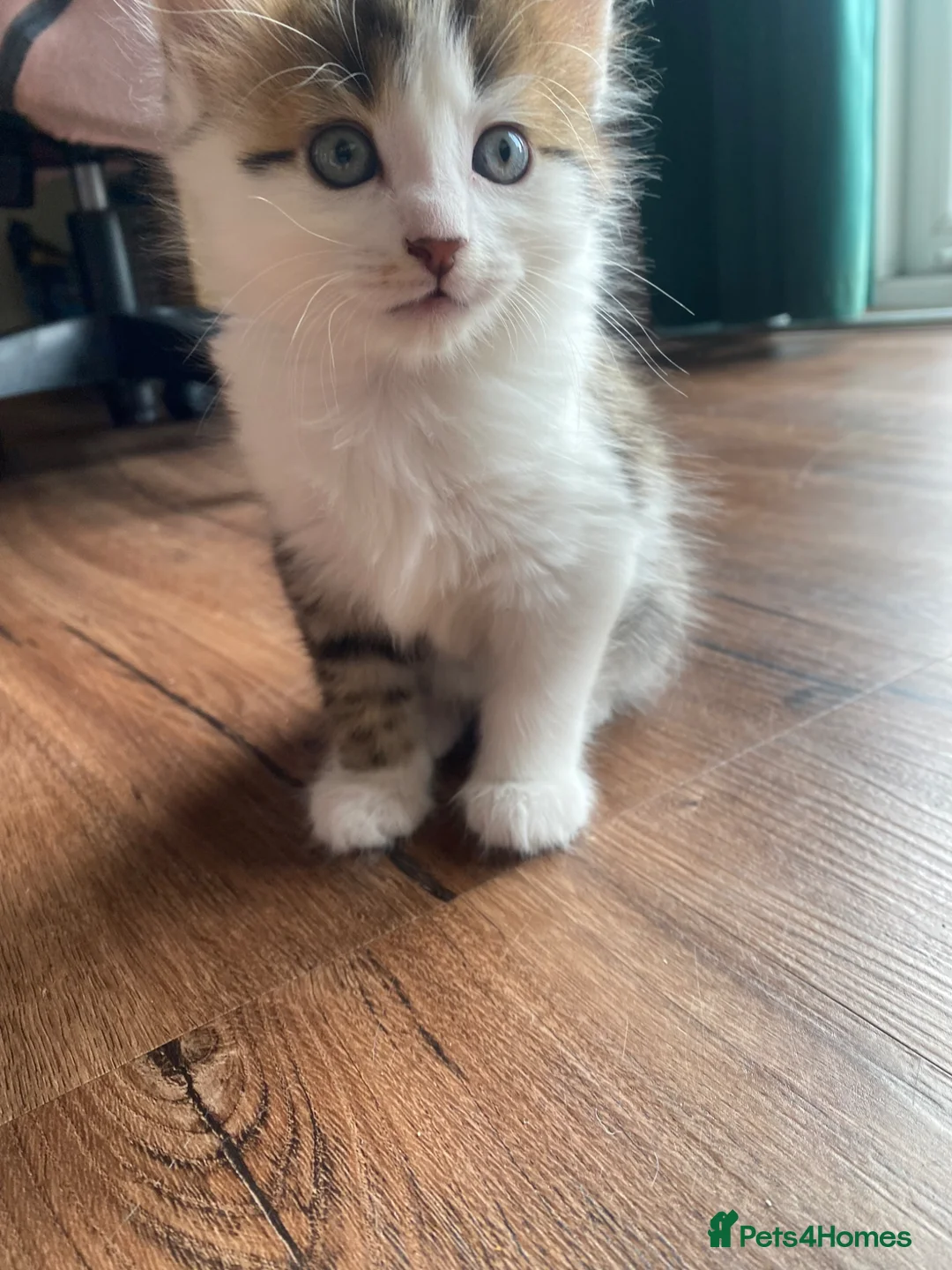 Mixed Breed cats for sale: Ginger and tabby calico mix - Advert 2