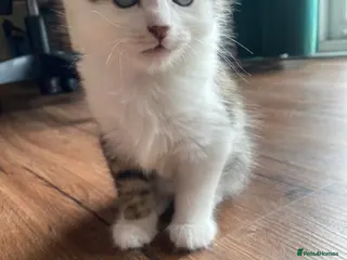 Mixed Breed cats Ginger and tabby calico mix - Advert 13