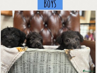 Westiepoo dogs Westiepoo puppies - Advert 8