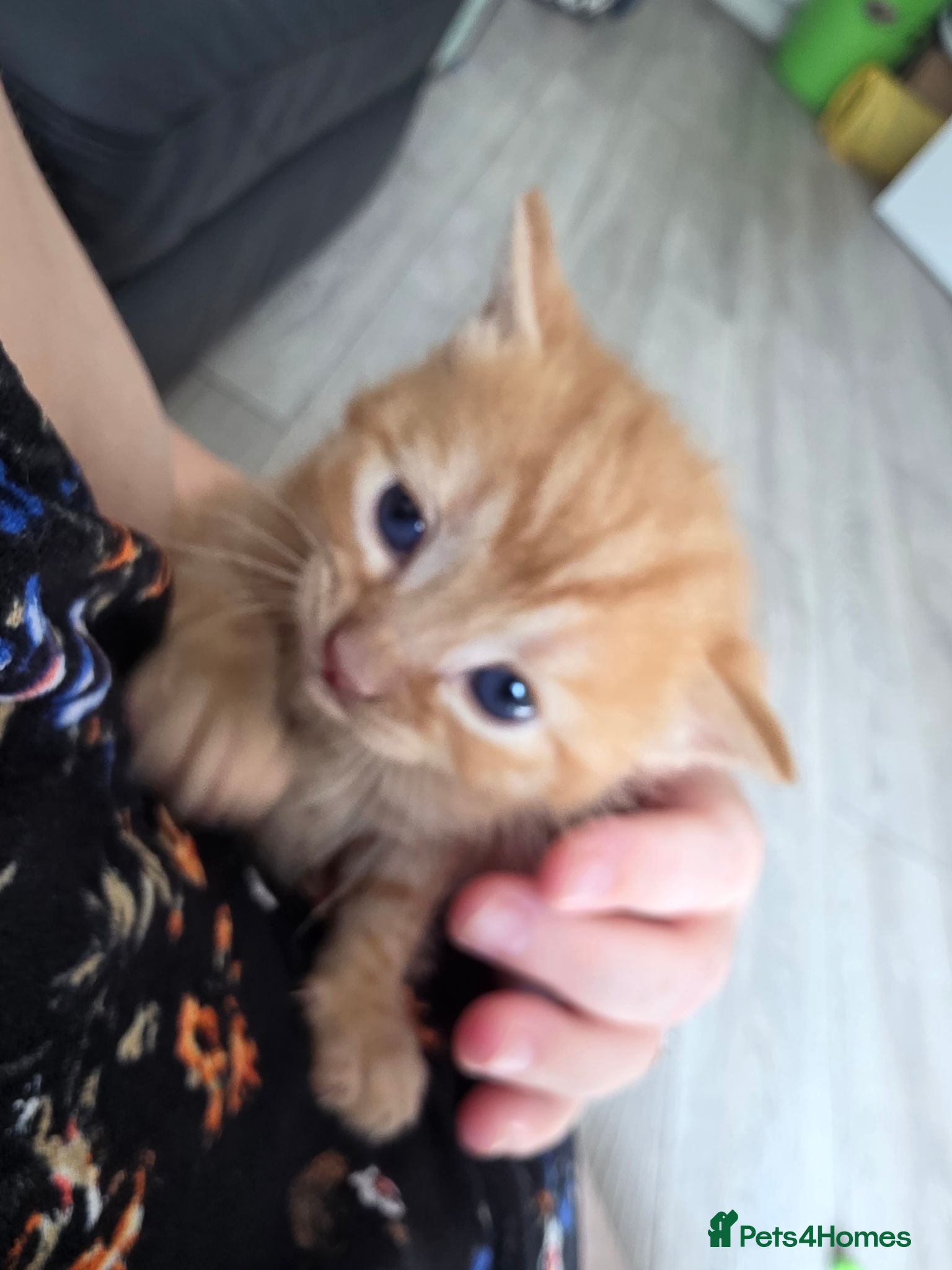 Mixed Breed cats 3 beautiful playful kittens for sale. - Advert 1