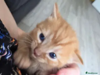 Mixed Breed cats 3 beautiful playful kittens for sale. - Advert 1