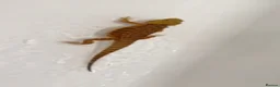 Bearded Dragon reptiles for sale: Tango bearded dragon - Advert 2