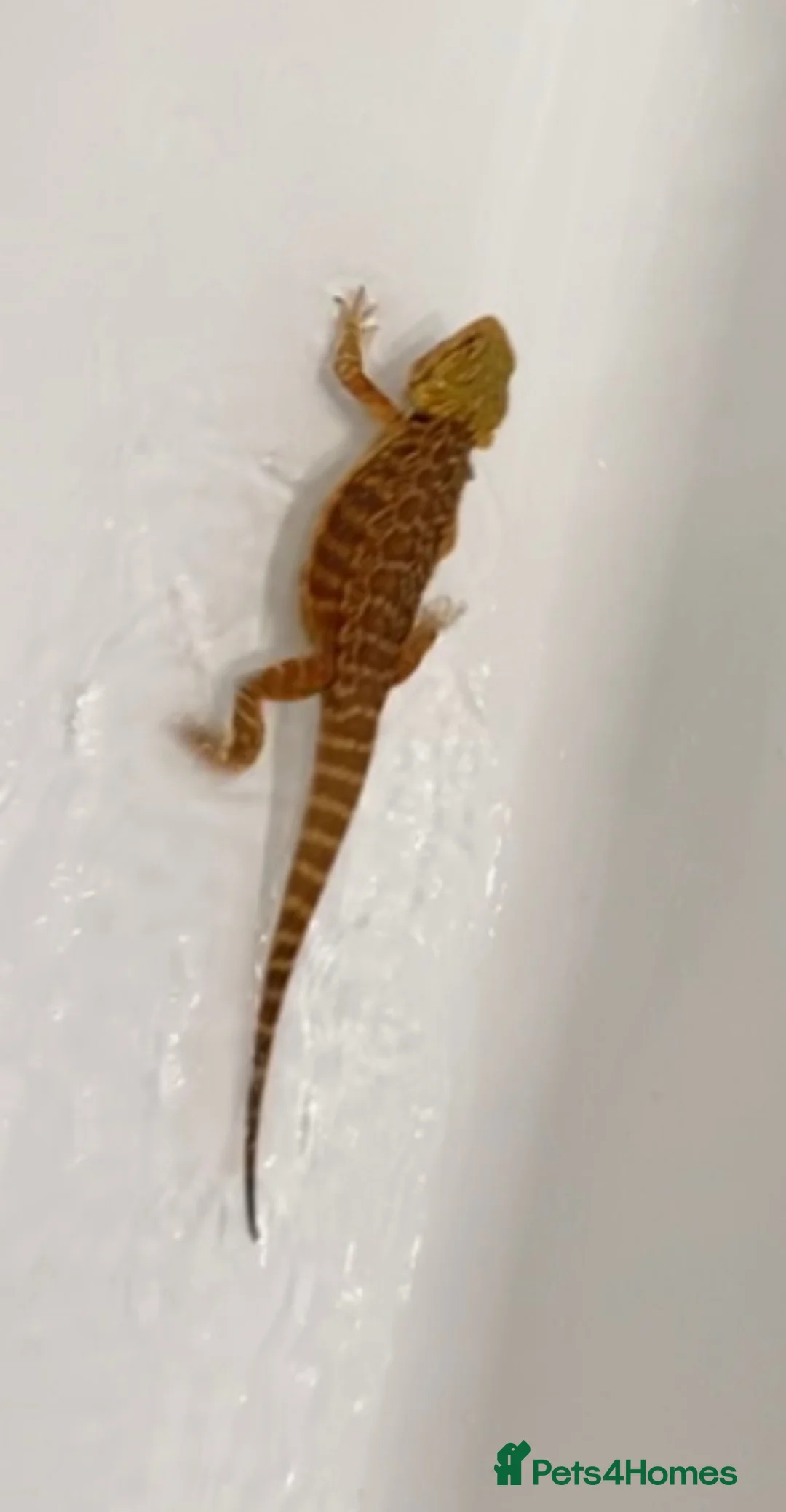 Bearded Dragon reptiles for sale: Tango bearded dragon - Advert 2