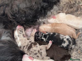 Cockapoo dogs Beautiful F2 Cockapoo puppies 🏡🐶 - Advert 18
