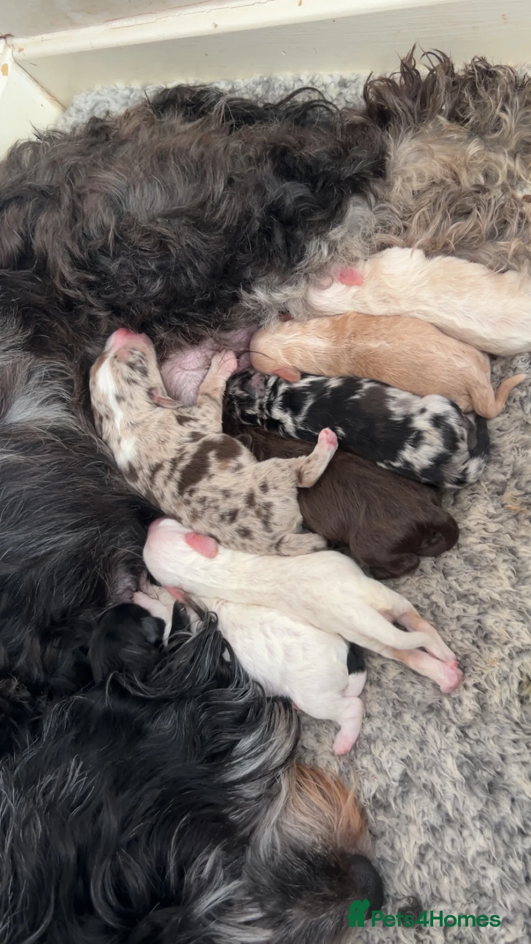Cockapoo dogs for sale: Beautiful F2 Cockapoo puppies 🏡🐶  - Advert 5