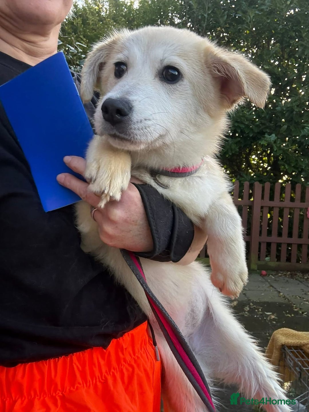 Mixed Breed dogs for adoption: Wren - Costessey Norwich  - Advert 3