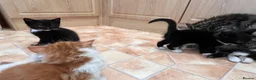 Mixed Breed cats for sale: 🐾 4 Male Kittens Looking for Loving Homes 🐾  - Advert 28