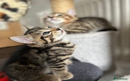 Bengal cats for sale: Bengal mix - Image 14