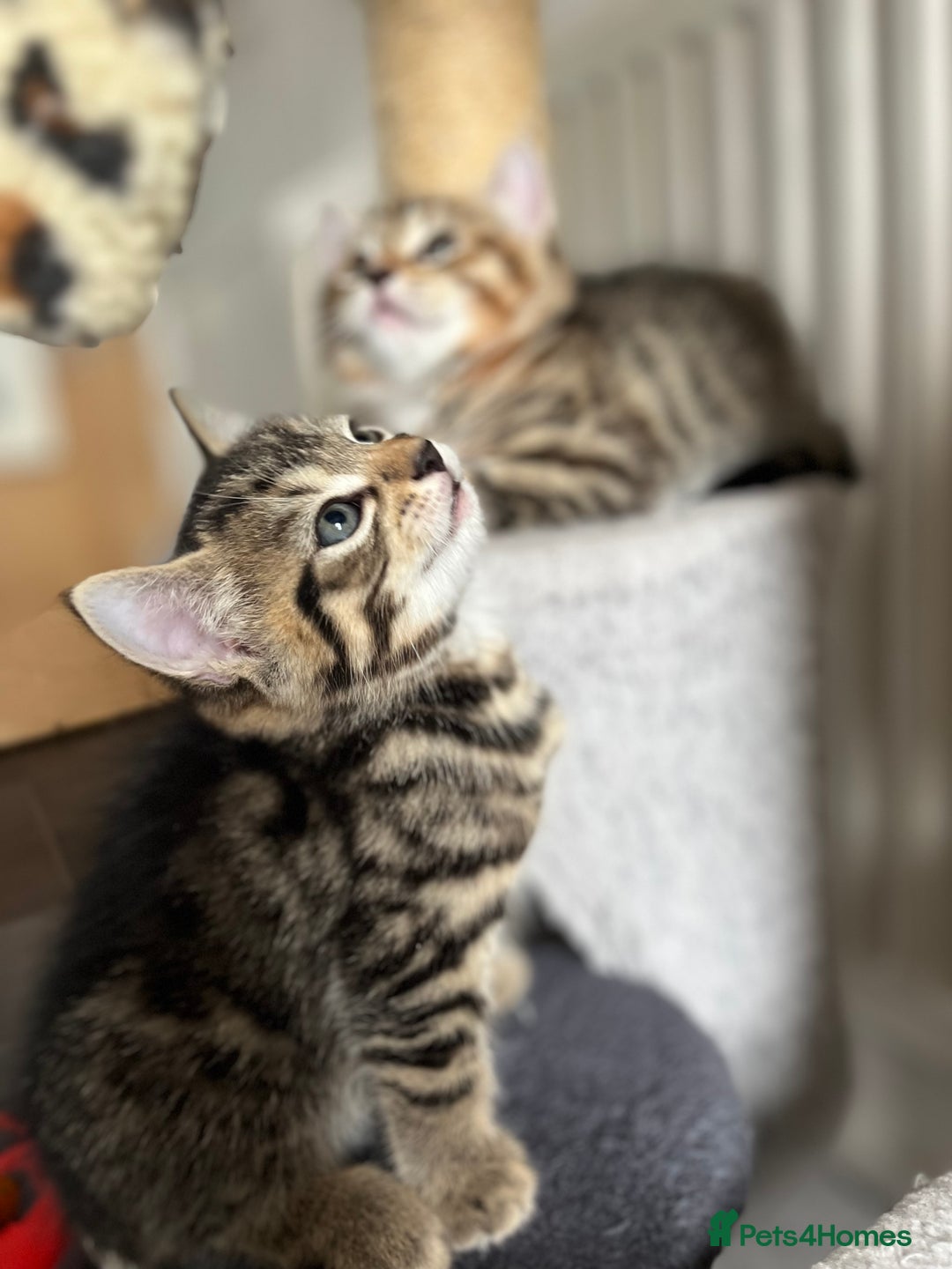 Bengal cats for sale: Bengal mix - Image 14