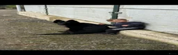 German Shepherd dogs for sale: 1 year old German Shepard  - Advert 2