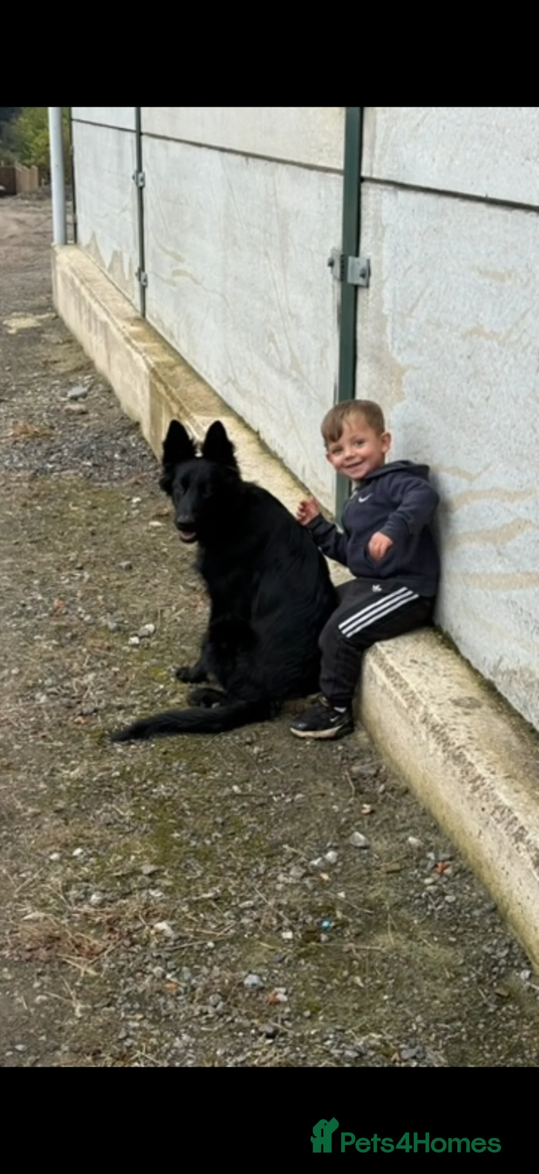 German Shepherd dogs for sale: 1 year old German Shepard  - Advert 2