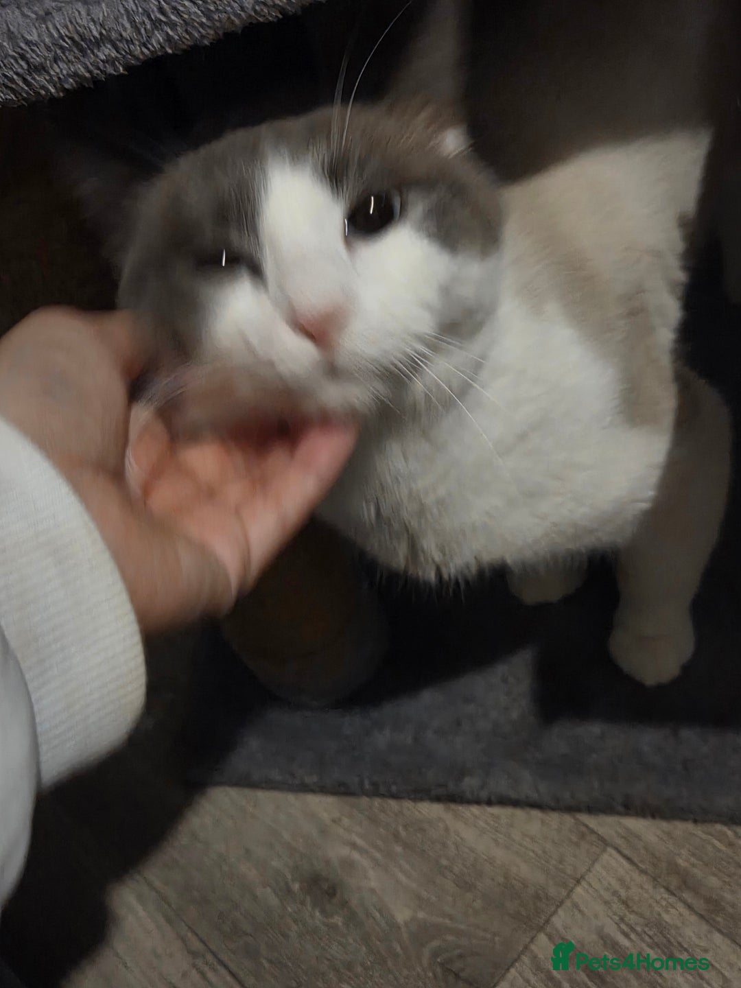 Ragdoll cats for sale: Ragdoll cross - Image 7