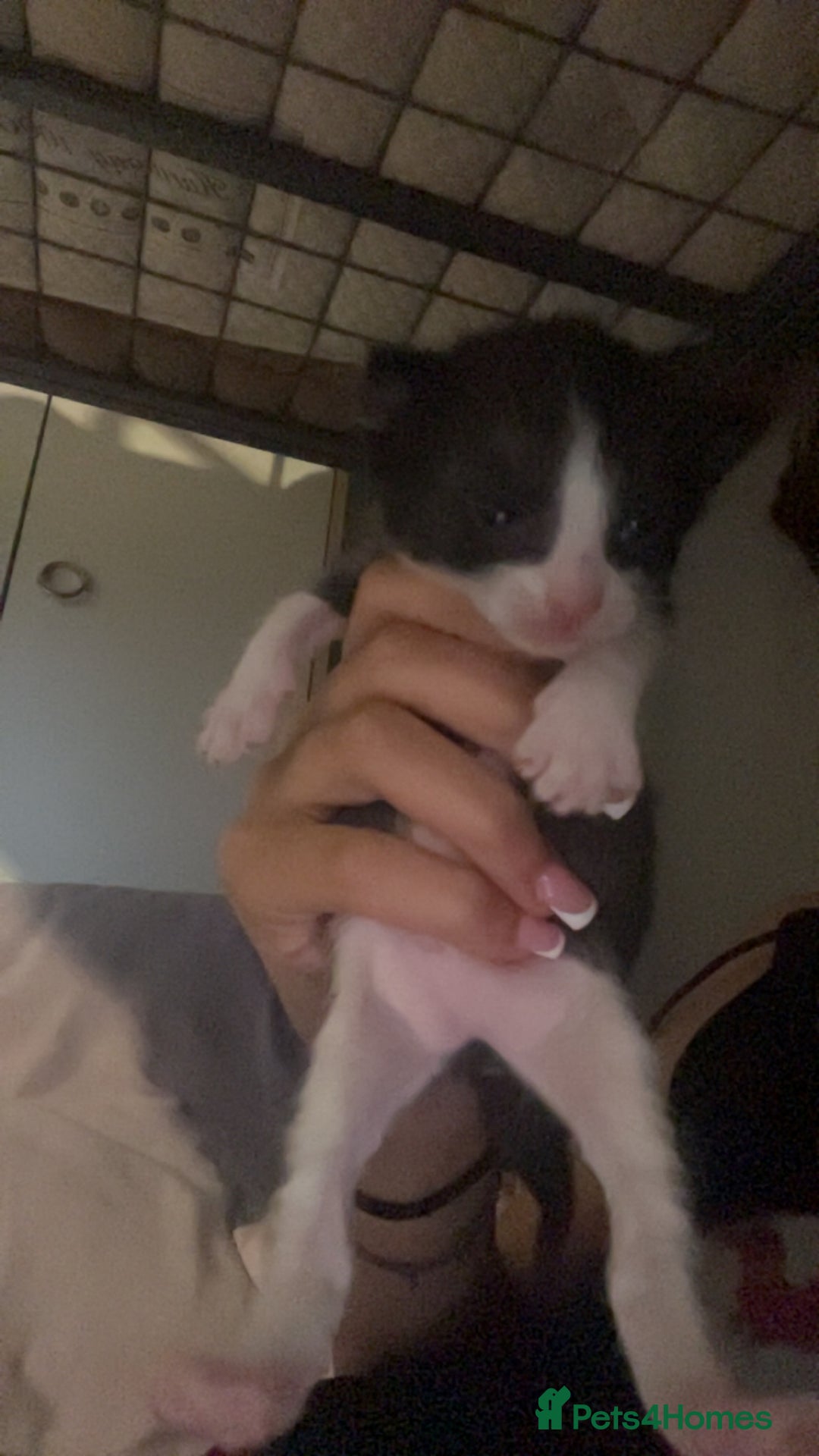 Maine Coon cats for sale: 5 half maine coon half tabby kittens for sale - Image 4