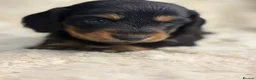 Miniature Dachshund dogs for sale: Stunning mini long haired dachshund puppies - Advert 14