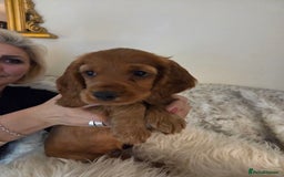 Cocker Spaniel dogs for sale: Beautiful and sweet puppy😊 - Image 39