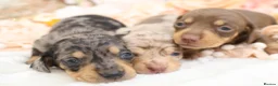Miniature Dachshund dogs for sale: KC Miniature Dachshund Puppies - Advert 19
