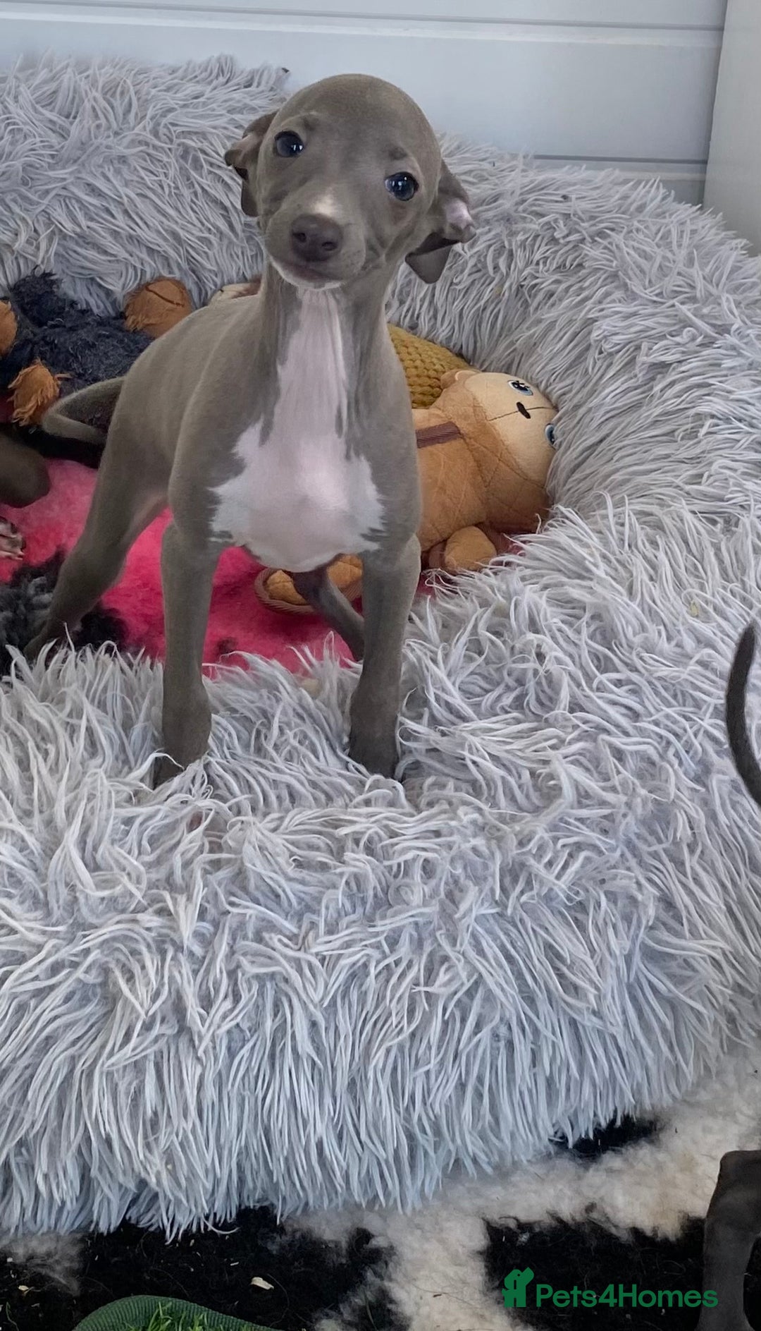 Italian Greyhound dogs for sale: ITALIAN GREYHOUND PUPPIES  - Image 38