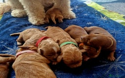 Mixed Breed dogs for sale: Cavapoo/cockapoo, ready September £1250. Cardiff - Image 4