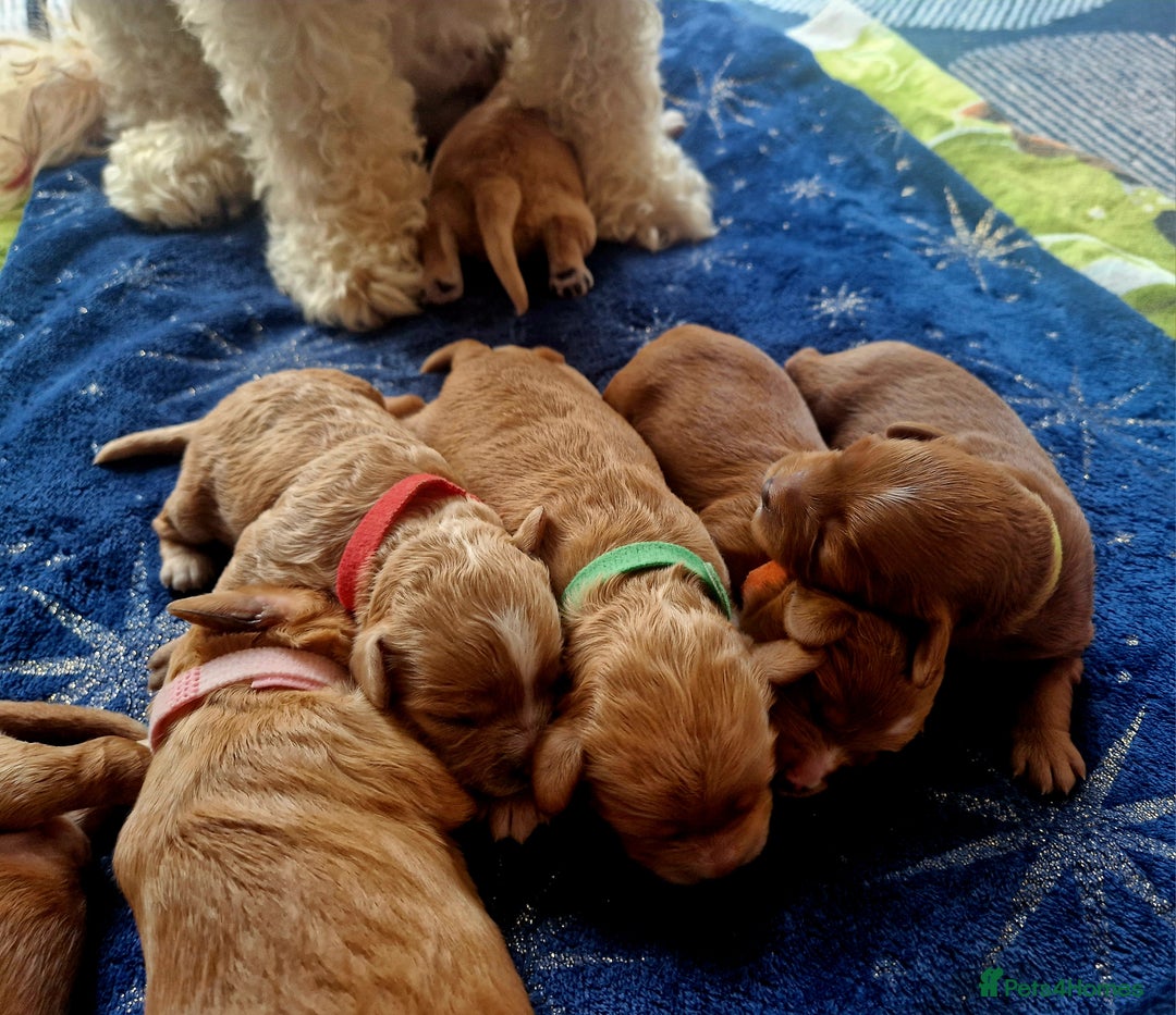 Mixed Breed dogs for sale: Cavapoo/cockapoo, ready September £1250. Cardiff - Image 4