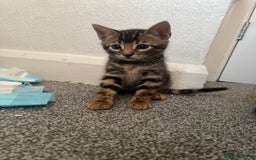 Bengal cats for sale: Beautiful Bengal mixed kittens - Image 29