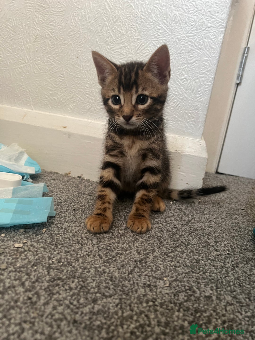 Bengal cats for sale: Beautiful Bengal mixed kittens - Image 29