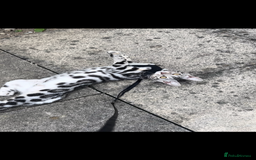 Bengal cats for sale: Female bengal needing her forever home  - Advert 1