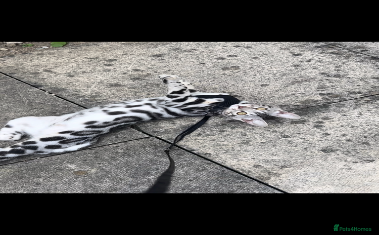 Bengal cats Female bengal needing her forever home  - Advert 1