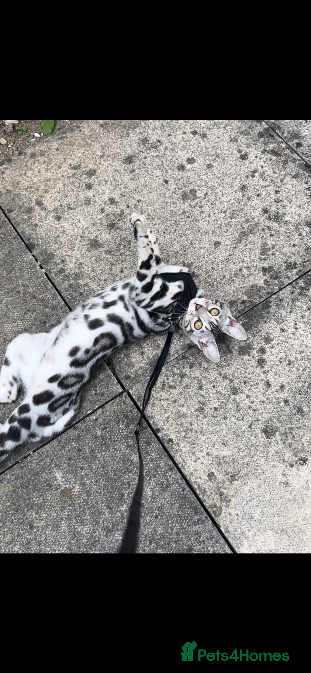 Bengal cats for sale: Female bengal needing her forever home  - Advert 1