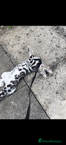 Bengal cats Female bengal needing her forever home - Advert 1