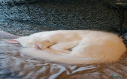 Turkish Angora cats for sale: Adorable 2 Kittens - Image 6
