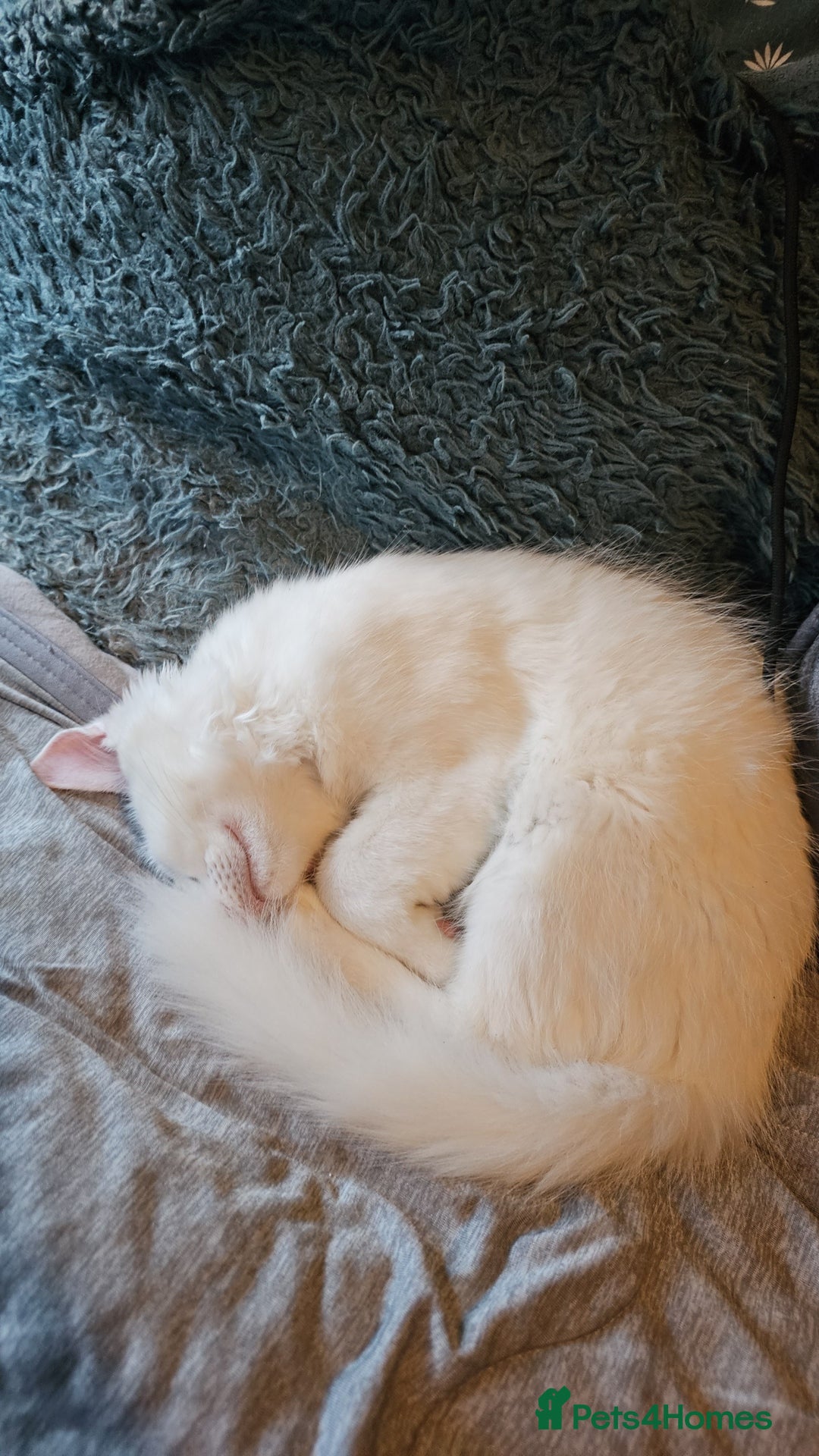 Turkish Angora cats for sale: Adorable 2 Kittens - Image 6