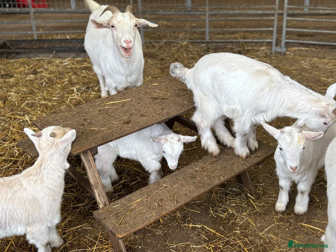 Goats livestock for sale: Pet goats - Advert 8