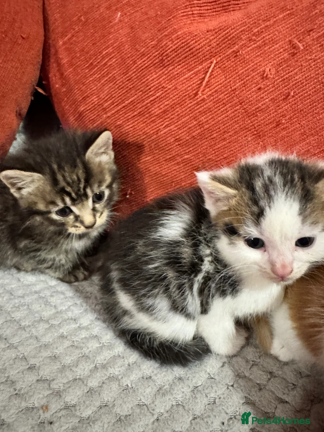 Mixed Breed cats for sale: 2 Females - Advert 4