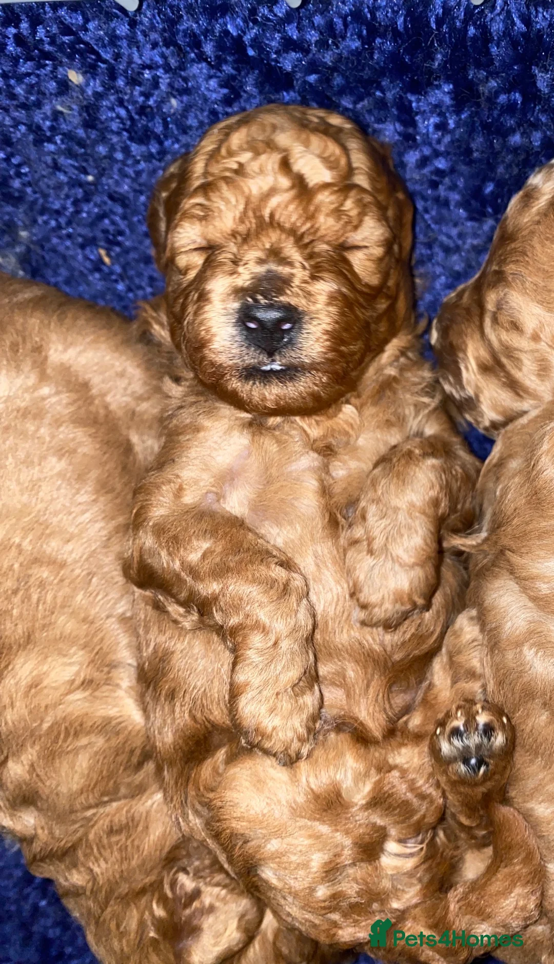 Miniature Poodle dogs for stud: Proven - KC REG MINIATURE POODLE STUD 🐩🐾 in Doncaster - Advert 23