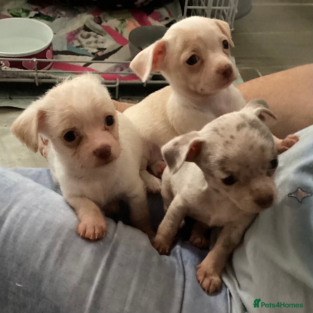Chihuahua dogs for sale: Absolutely stunning chihuahua puppies  - Image 9