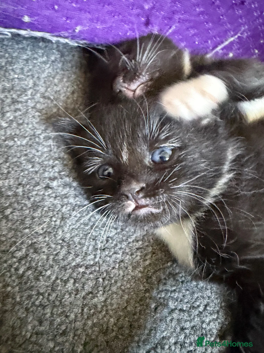 Mixed Breed cats for sale: 2 black&white male kittens ready to go - Advert 4