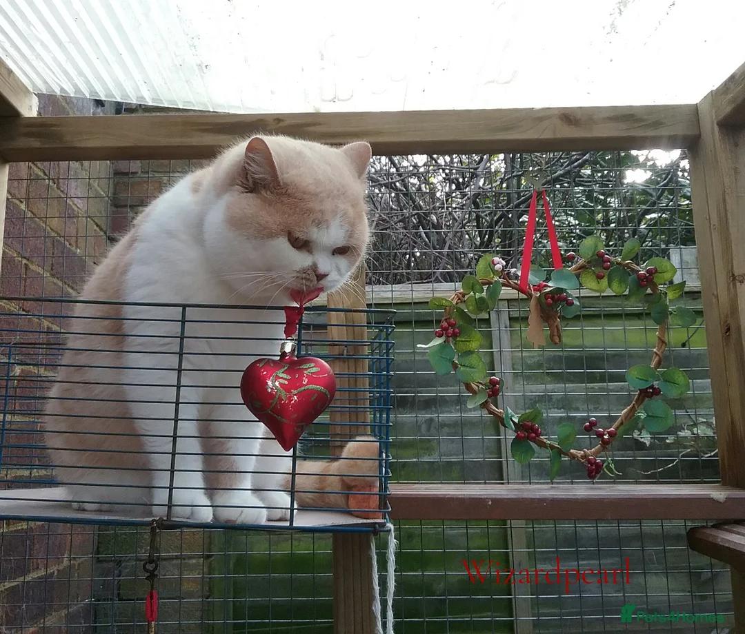 British Shorthair cats for stud: GCCF/TICA proven cream and white bicolour stud  in London - Advert 6