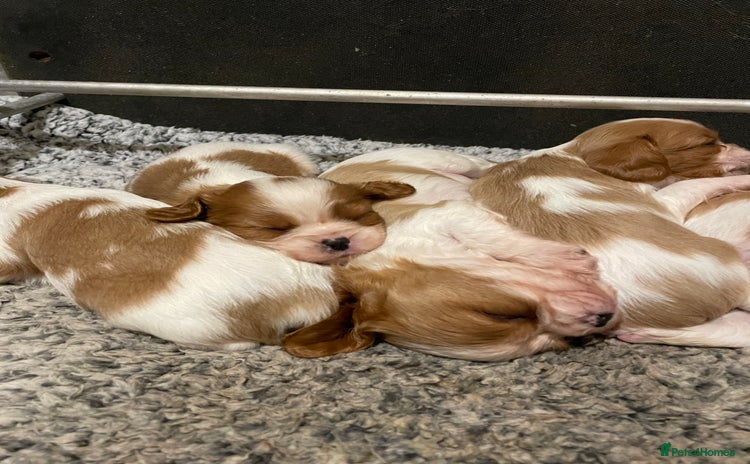 Cavalier King Charles Spaniel dogs - Advert 1