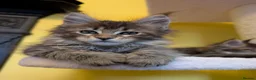 Maine Coon cats for sale: TICA Registered Maine Coon Kittens  - Advert 14