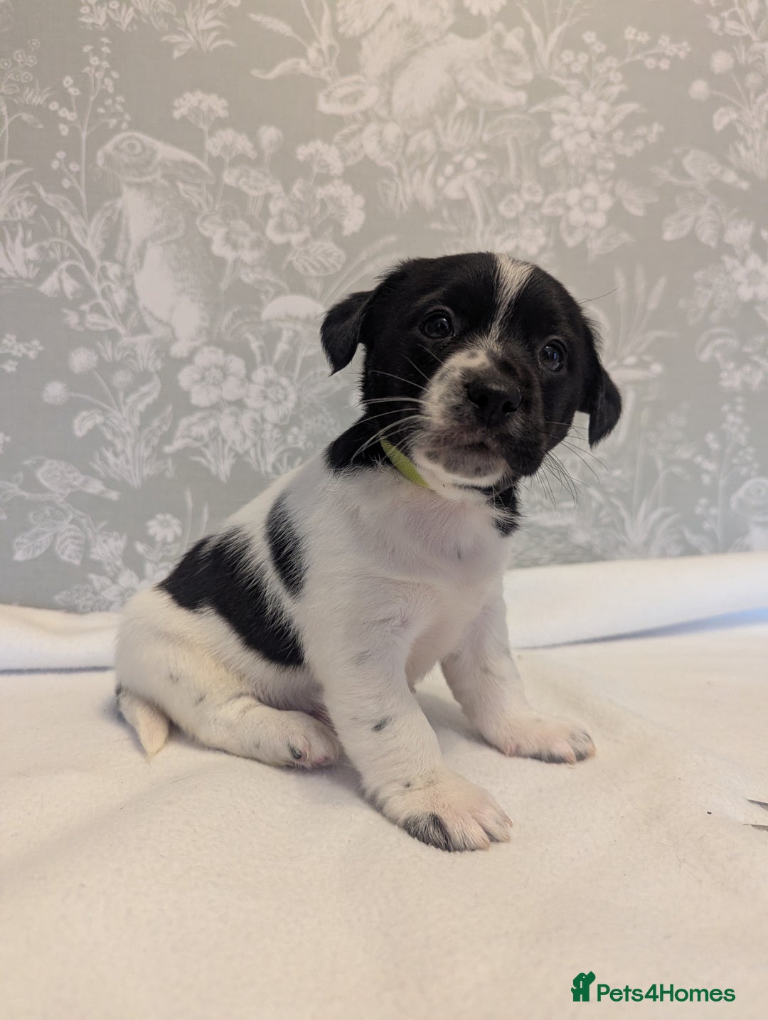 Jack Russell dogs for sale: Jack Russell puppies  - Advert 7
