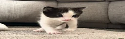 Mixed Breed cats for sale: Arabian/Ragdoll Cross Kittens for sale.  - Advert 8
