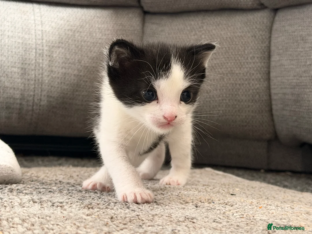 Mixed Breed cats for sale: Arabian/Ragdoll Cross Kittens for sale.  - Advert 8