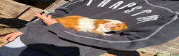 Guinea Pig rodents for sale: guinea pigs for sale  in Beccles - Advert 6