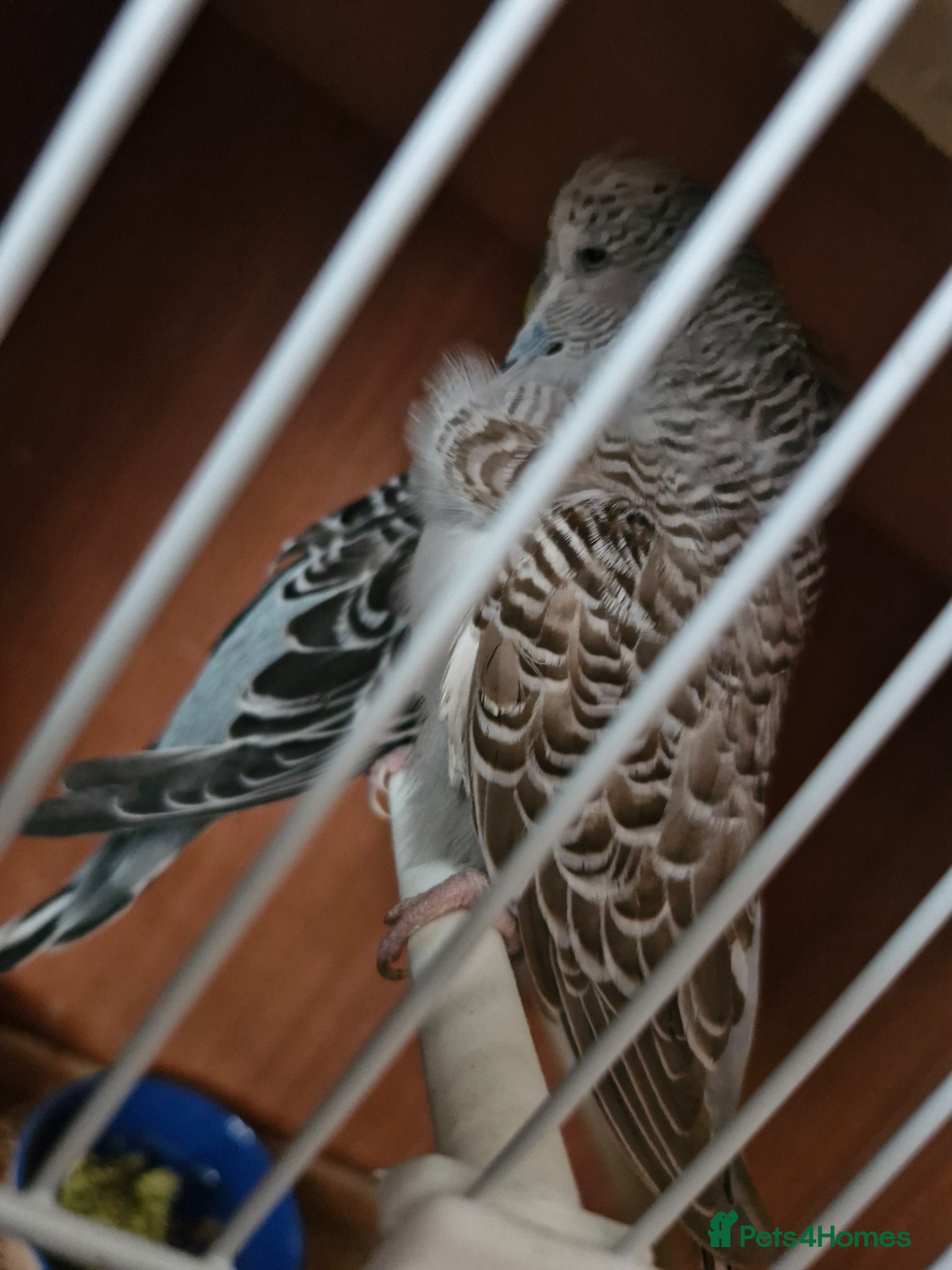 Finches birds for sale: Finches and budgies for sale  - Advert 8