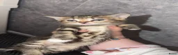 Domestic Shorthair cats for sale: 🤍TABBY KITTENS FOR SALE!! in Newton Aycliffe - Advert 2