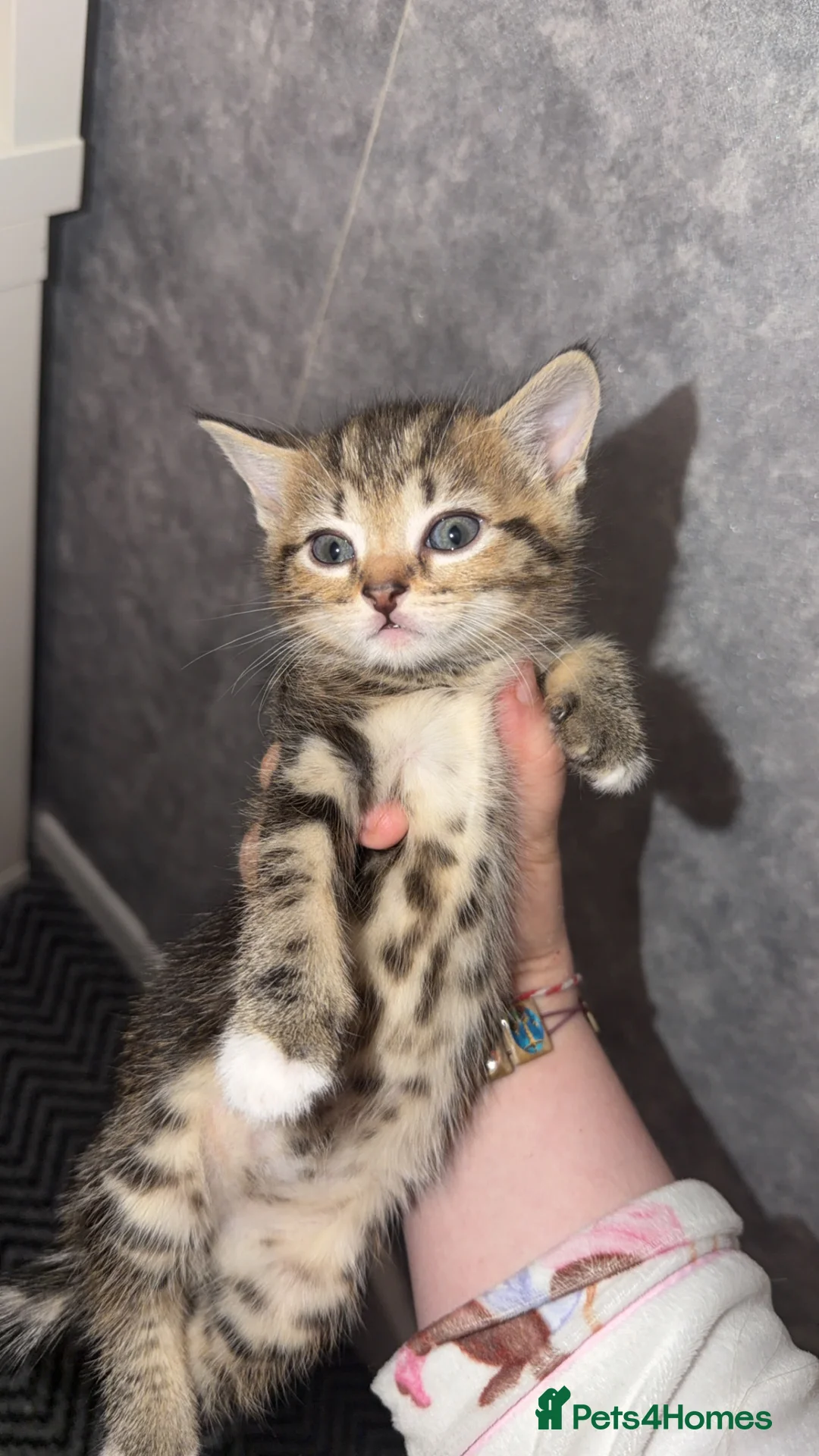 Domestic Shorthair cats for sale: 🤍TABBY KITTENS FOR SALE!! in Newton Aycliffe - Advert 2