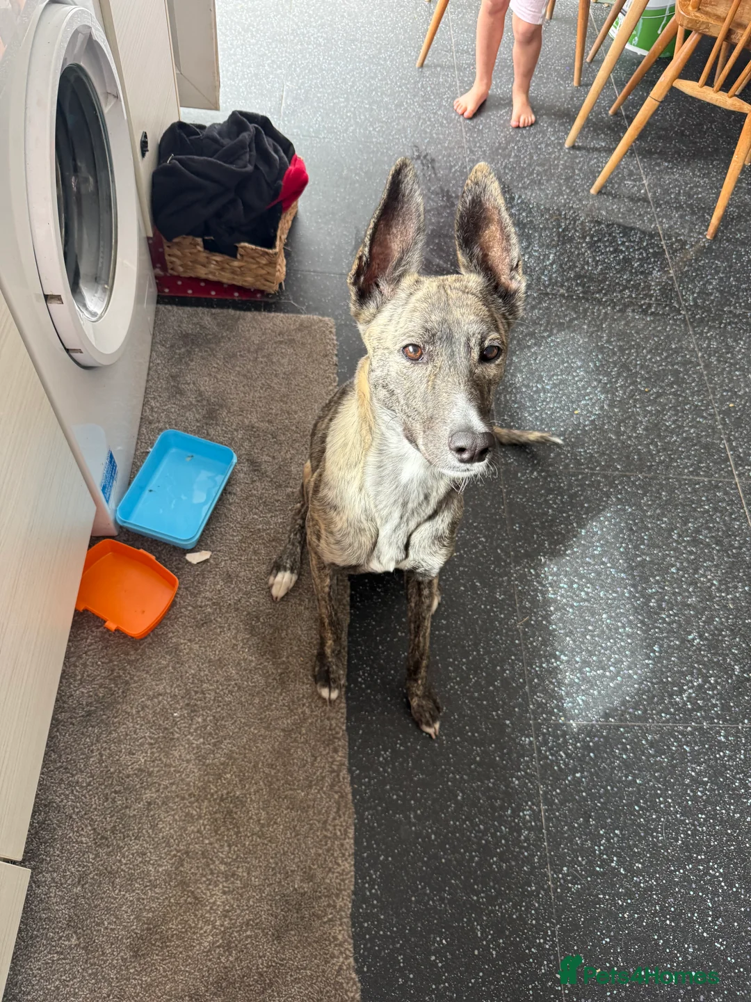Mixed Breed dogs for sale: Hello this is Lola - Advert 2