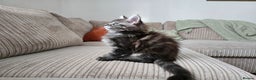Maine Coon cats for sale: Adorable Maine Coon Boy looking for a Loving Home  - Advert 20