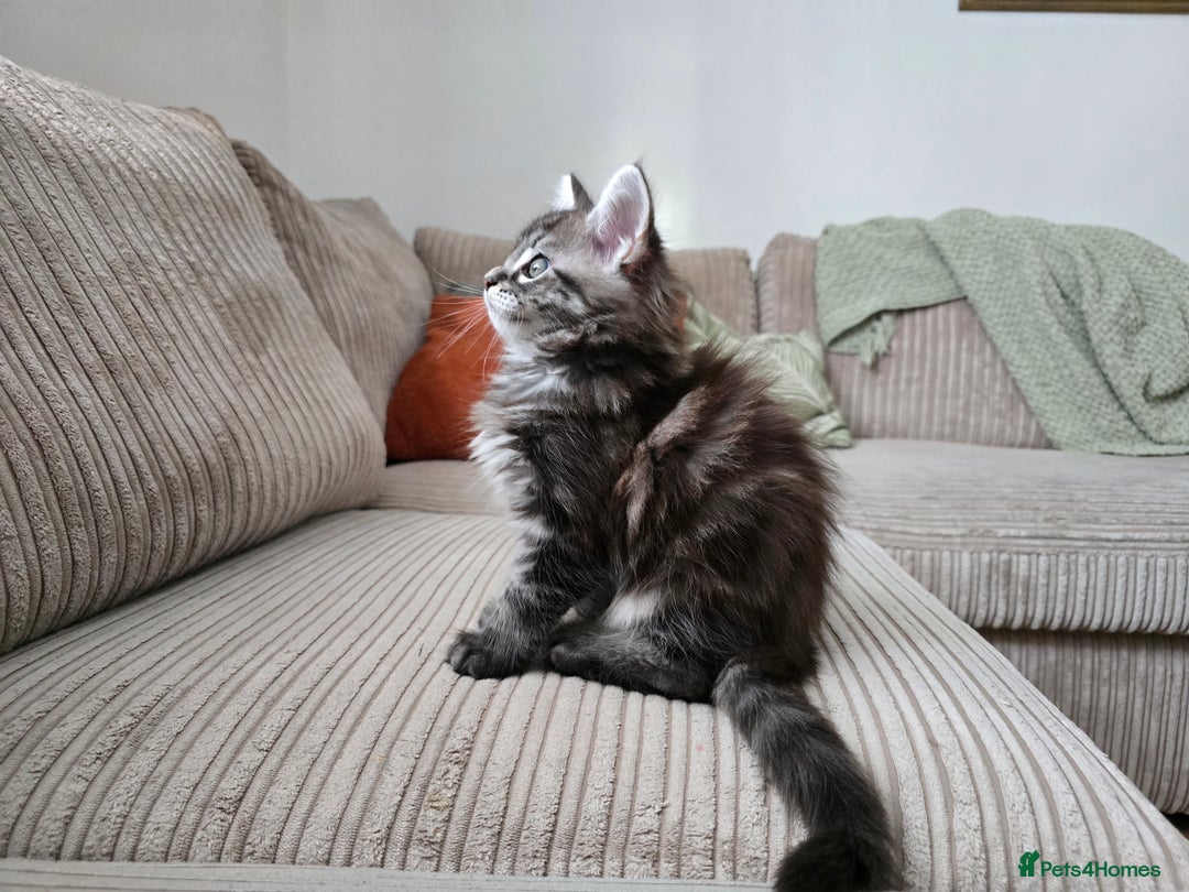 Maine Coon cats for sale: Adorable Maine Coon Boy looking for a Loving Home  - Advert 20